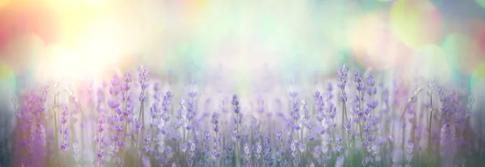 Poster Selective and soft focus on lavender flower, beautiful flower in flower garden © PhotoIris2021