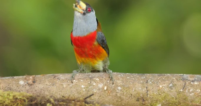 Toucan Barbet, Semnornis ramphastinus, Bellavista, Mindo in Ecuador, exotic grey and red bird. Wildlife scene from nature. Birdwatching in South America. Beautiful bird in the tropic forest habitat. 