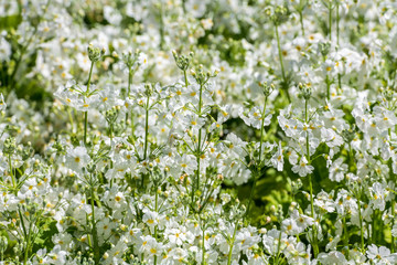 Clusters of white flowers with the background blurred out at the Carnival of Flowers in Toowoomba, Queensland, Australia.