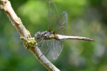 Libellula multicolore su ramo close-up