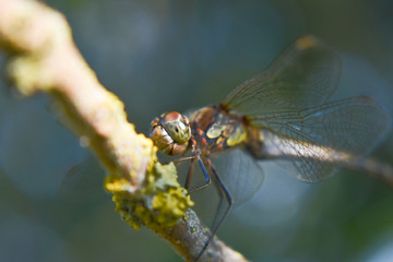Libellula multicolore su ramo close-up