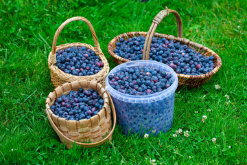 Fototapeta na wymiar freshly picked blueberries in a baskets on grass