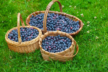 Fototapeta na wymiar freshly picked blueberries in a baskets on grass