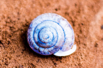 Shell