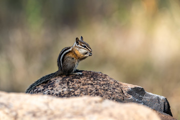 Chipmunk Having Lunch On A Rock.