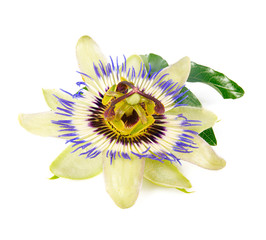 passion flower isolated on white background