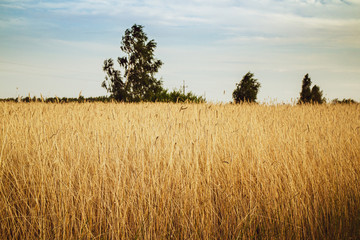Golden rye field in summer. - 291597191