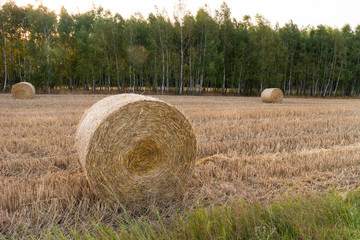 Straw bales in stubble field. - 291597572