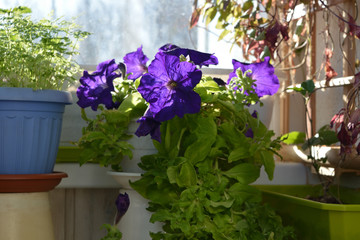 Small blooming garden on the balcony in spring. Beautiful violet petunia and green chervil grow in pots.