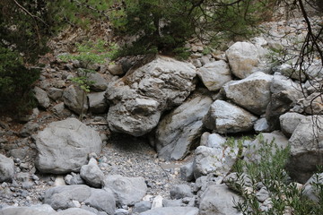 rocks in forest