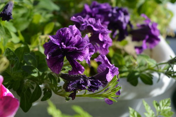 Purple petunia flowers grow in container in small urban garden on the balcony.
