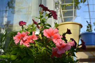Fototapeta na wymiar Beautiful petunias and other potted plants in small urban garden on the balcony. Nature in home.