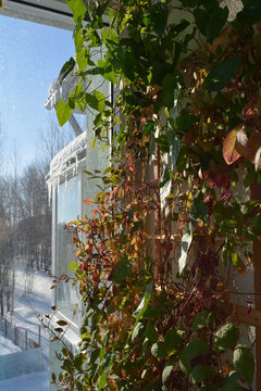 Vertical greening with thunbergia and cobaea on wooden trellis. Balcony garden in march. Summer indoor and winter outdoor.