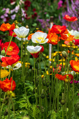 Red and white poppy flowers surrounded by green vegetation at the Carnival of Flowers in Toowoomba, Queensland, Australia.
