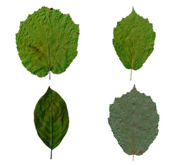 Isolated green tree leaves set