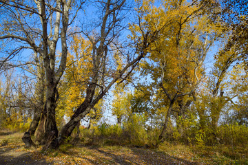 Fototapeta premium Autumn poplar trees shed their leaves. Fall in nature