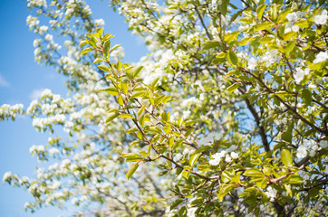 Photo of a beautiful pear blossom. Selective focus.