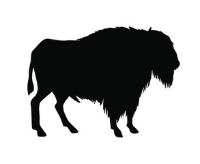 Vector black wild bison ox silhouette isolated on white background 