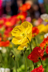 Close up of a yellow poppy flower with colourful flowers and green vegetation blurred out in the background at the Carnival of Flowers in Toowoomba, Queensland, Australia.