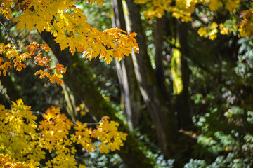 Vibrant Maple Leaf In Orange and Red Fall Color With deep Pacific Northwest Evergreen Forest In The Background, Washington, United States
