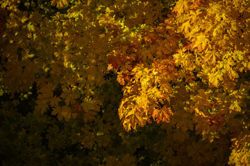 Vibrant Orange Gold Autumn Color Of The Maple Leaf Covering The Forest of Pacific Northwest, Washington, United States.