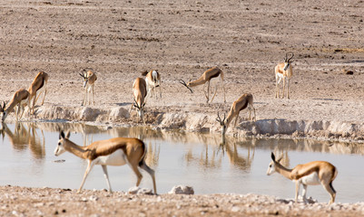 Fototapeta na wymiar Animals arriving at water hole in desert