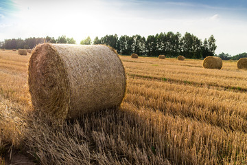 Straw bales in stubble field in sunset - 291598767