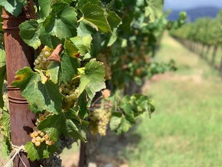 Chardonnay Clusters
