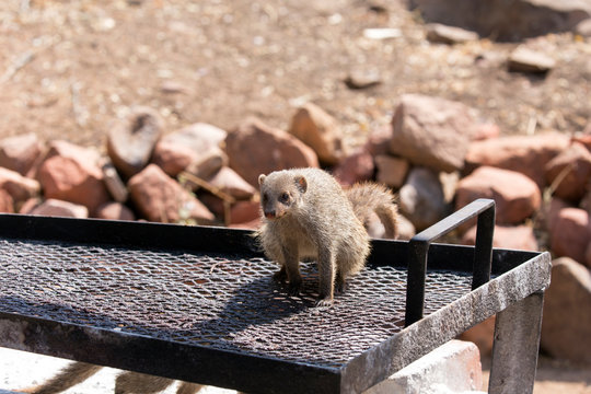 Banded mangoose walking