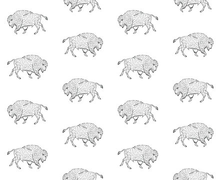 Vector seamless pattern of hand drawn wild bison ox isolated on white background 