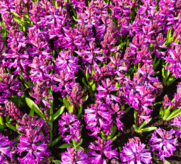Obraz premium flowers tulips in dutch park wallpaper background