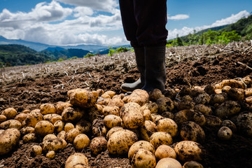 Harvesting potatoes