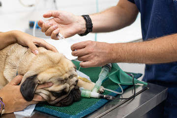 intubated dog