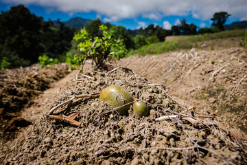 Potatoes on land with a beautiful blue sky view