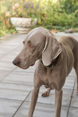 dogs doggy breed weimaraner pets