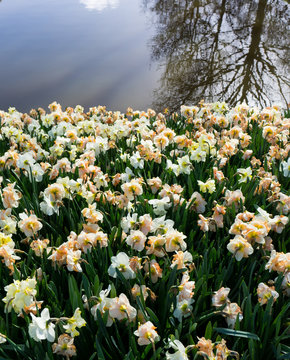 flowers tulips in dutch park wallpaper background