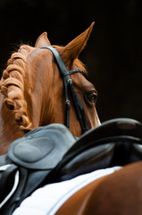 Seitenportrait eines Fuchses von Hinten über den Sattel im Hochformat © Talitha