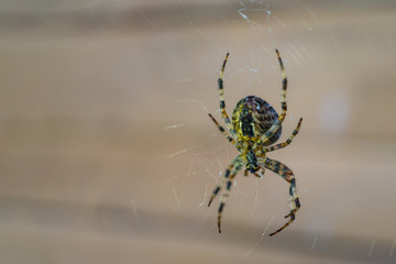 Spider on a web close up. Copy space. Soft focus, shallow depth of field