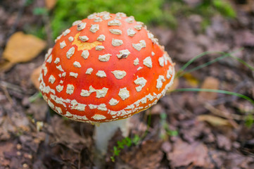 Fly agaric (Amanita muscaria) in the autumn forest close-up. Poisonous and hallucinogenic mushroom. Macro. Soft focus, selected focus.
