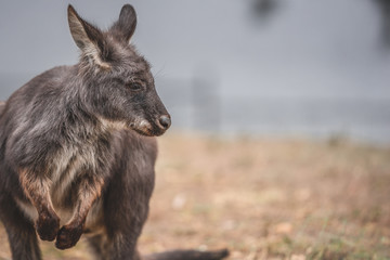Wallaby grazing on land