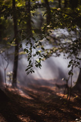 Obraz na płótnie Canvas Sun beams pour through trees in foggy forest