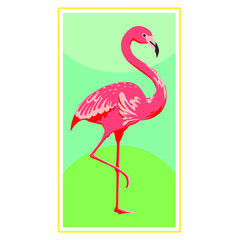 flamingo illustration graphic design