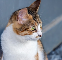 cat portrait from right side