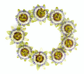 passion flower isolated on white background