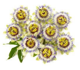 passion flower isolated on white background