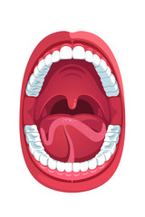 Oral cavity. Human open mouth anatomy model