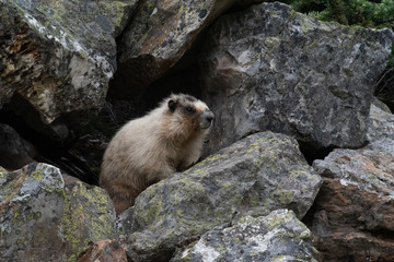 A hairy marmot looking angry