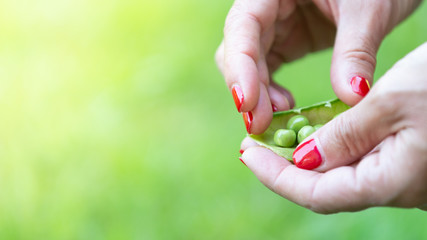 Beans and peas crop, nature concepts