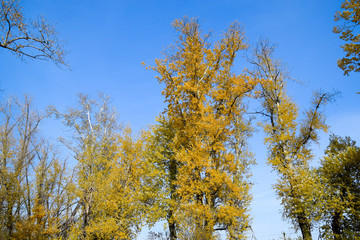 Fototapeta premium Autumn poplar trees shed their leaves. Fall in nature