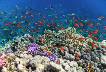 Fototapeta na wymiar Red Sea corals reef with Pseudanthias squamipinnis.